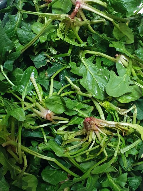 온라인으로 구입한 섬초 상태 좀 확인해 주세요의 0번 째 이미지