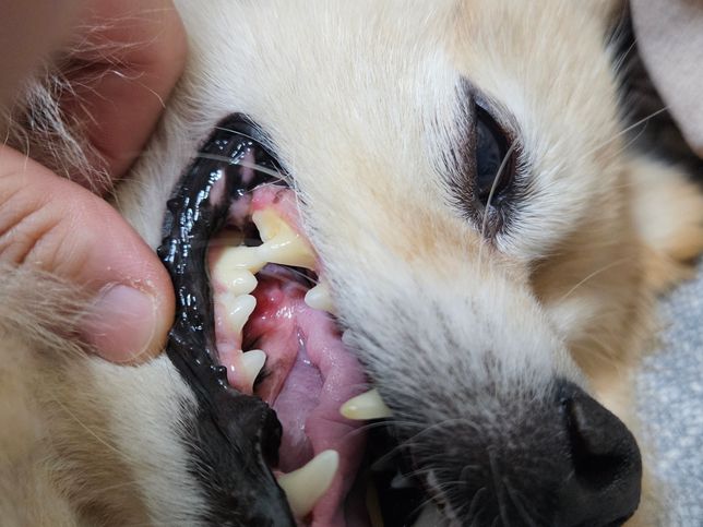 tongue bite syndrome/종양 어떤걸로 보이시나요?의 0번 째 이미지