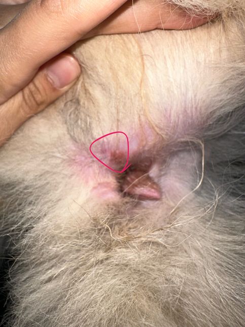 강아지 생식기 털 밀고 상처가 생긴것 같아요의 0번 째 이미지
