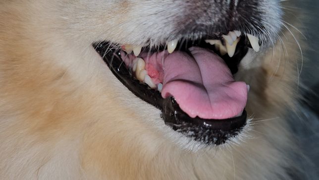 tongue bite syndrome이 정확하게 뭔가요?? 저희 강아지도 그건가요?의 0번 째 이미지