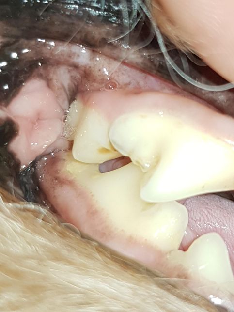 강아지 치수가 노출 된건가요? 한번 봐주세요의 1번 째 이미지