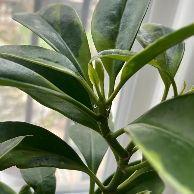 식물 줄기 생장점에서 물같은게 나옵니다.의 0번 째 이미지