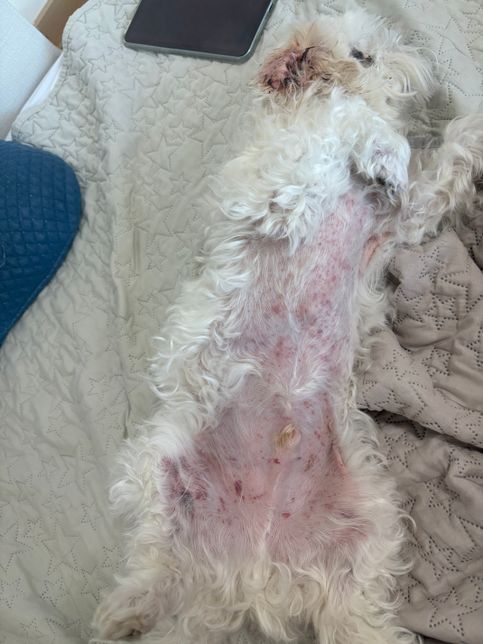 혈소판감소증 판정받고 약물치료중인데요의 0번 째 이미지