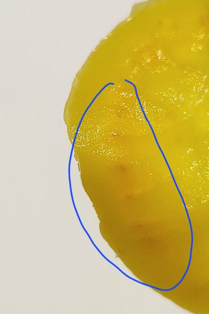 단무지 끝부분이 색이 다른데 왜그럴까요?의 0번 째 이미지