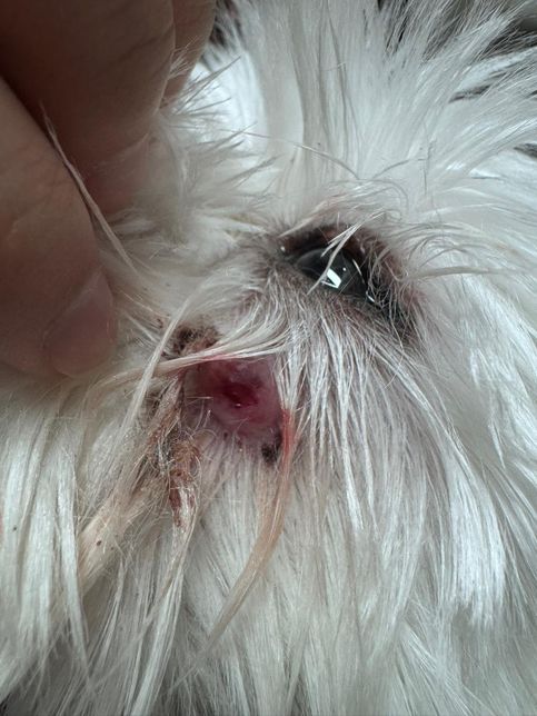 안녕하세요 강아지 말티즈 11살 얼굴 상처좀 물어볼 수 있을까요?의 0번 째 이미지