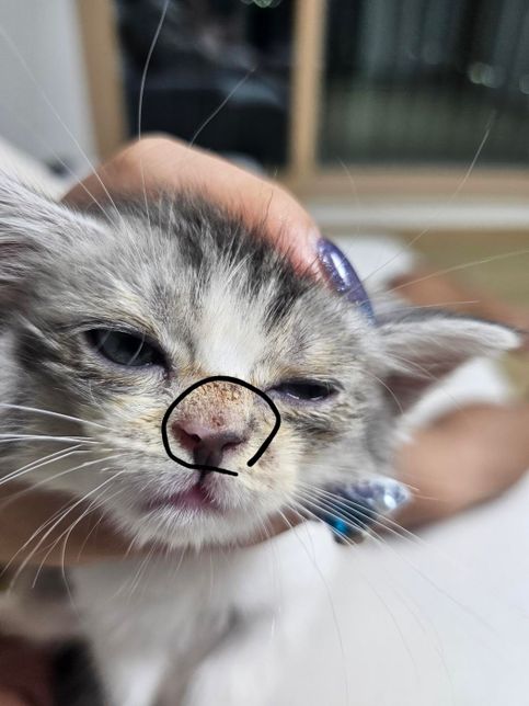 고양이 코에 작게 빨간 부분이 있어요..의 0번 째 이미지