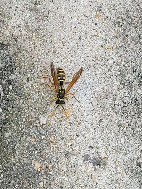 이벌 무엇인가요 최근에 집근처에서 자주 보이고의 0번 째 이미지