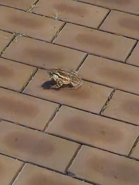 산책하다 발견한 개구리?? 이름이 뭘지 궁금해요의 2번 째 이미지