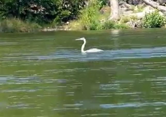 백로와 왜가리가 깊은 물에 들어가도 수영을 해서 나올 수 있을까요?의 3번 째 이미지