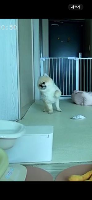 강아지 의식이 있는 뇌질환 발작도 있나요?의 0번 째 이미지