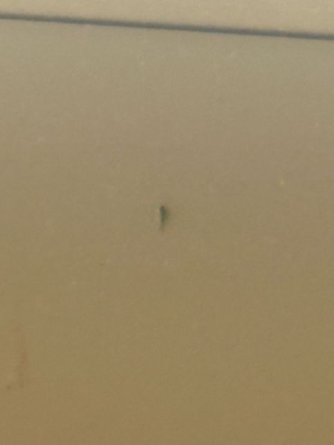 제 방에 벌레가 너무 많이 나와요 ㅜㅜ 도와주세오의 0번 째 이미지