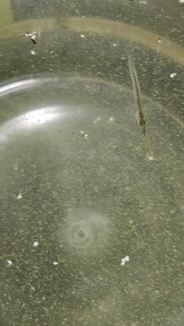 물고기를 잡았는데 어떤종인지 궁금합니다(사진첨부)의 0번 째 이미지