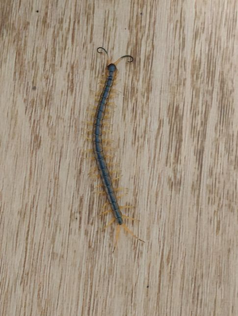 집에 지네가 떨어지는데요. 퇴치법 없을까요?의 0번 째 이미지