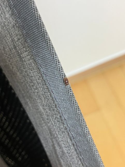 집에서 계쇠 나오는데 무슨 벌레인가요?의 1번 째 이미지