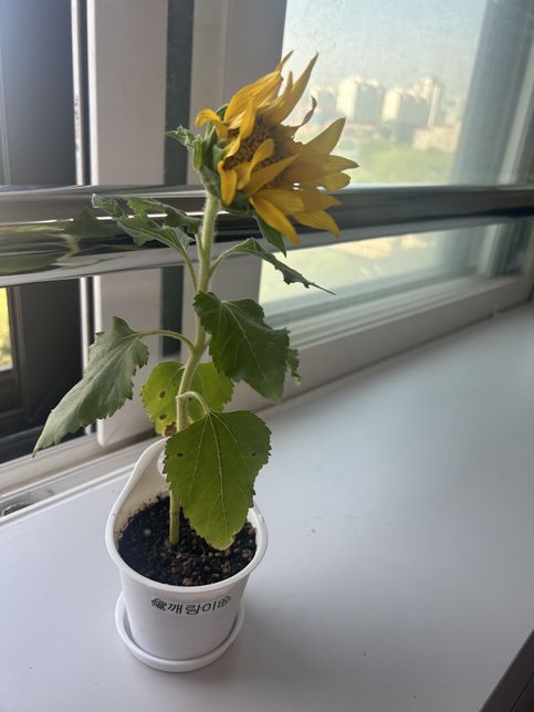 해바라기 꽃이 자랐는데 점점 오므라들어요의 1번 째 이미지