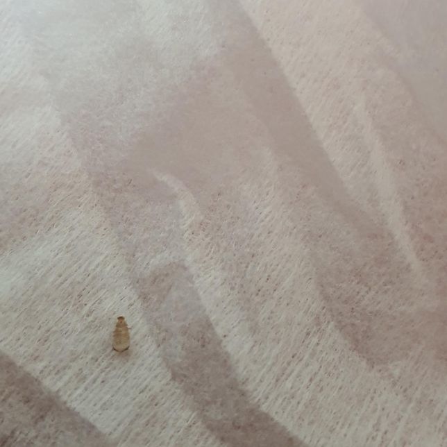 벌레가 나왔는데 처음보는 건데 아시는분 계신가요?의 2번 째 이미지