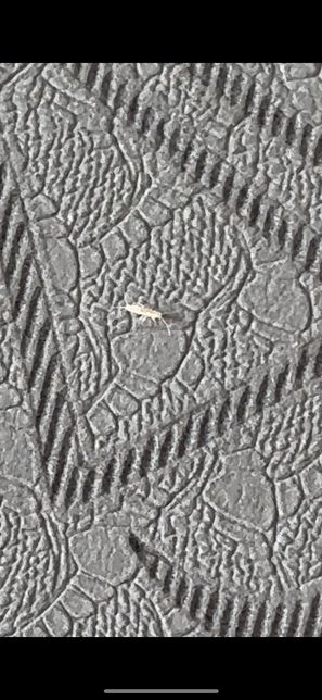 젖은적 있던 요가매트 속 흰색 벌레의 정체가 궁금해요의 0번 째 이미지