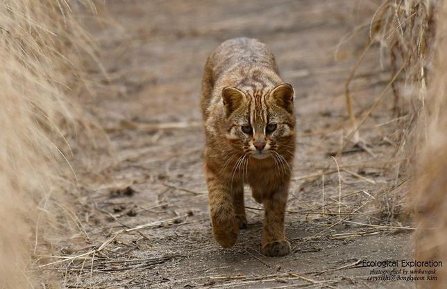 삵은 왜 호랑이나 동남아시아의 고기잡이고양이처럼 물을 좋아하는 습성이 있나요?의 0번 째 이미지