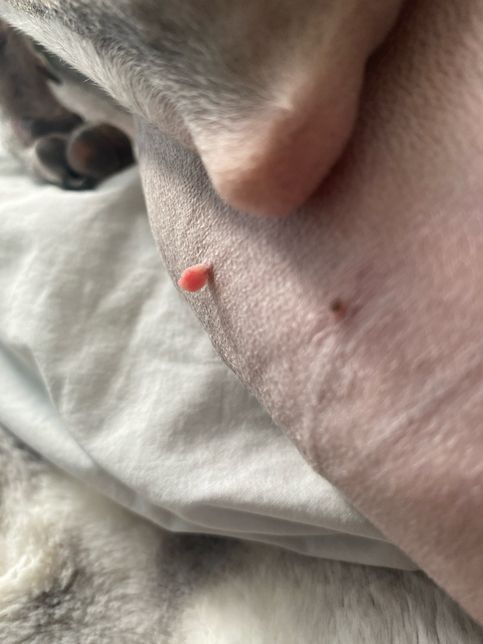 몆개월 전부터 강아지 배에 뭐가 났어요의 1번 째 이미지