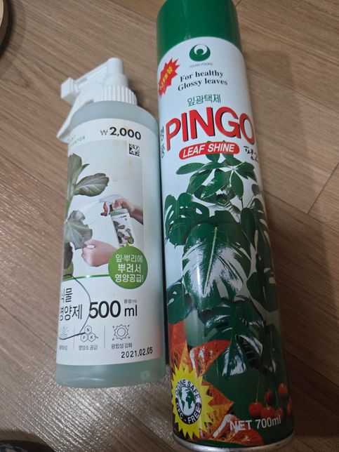 실내에서 키우는 몬스테라 잎에 생기는 것의 2번 째 이미지