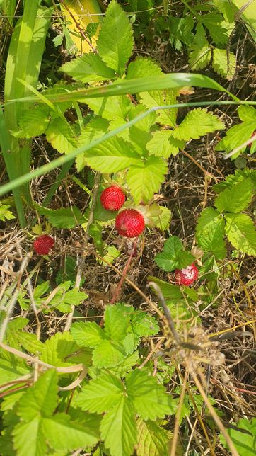 이거 뱀딸기라고 어릴때 들었는데 이게뭔지..먹으면 안되는건가요?의 0번 째 이미지