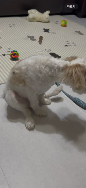 강아지가 갑자기 똥꼬스키를 해요 ㅜㅜㅜ의 0번 째 이미지
