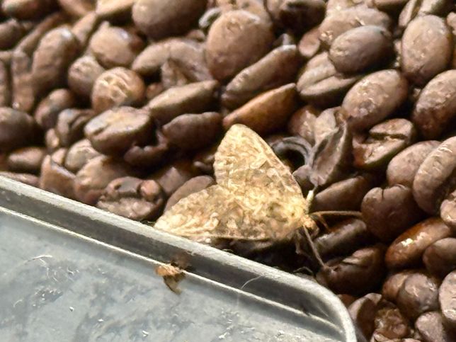 커피콩에 나방이 들어갔는데 어떡하죠?의 0번 째 이미지