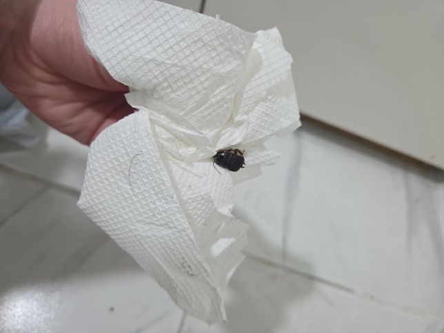 이거 뭘까요 제발 도와주세요ㅠㅠㅠㅠ의 1번 째 이미지