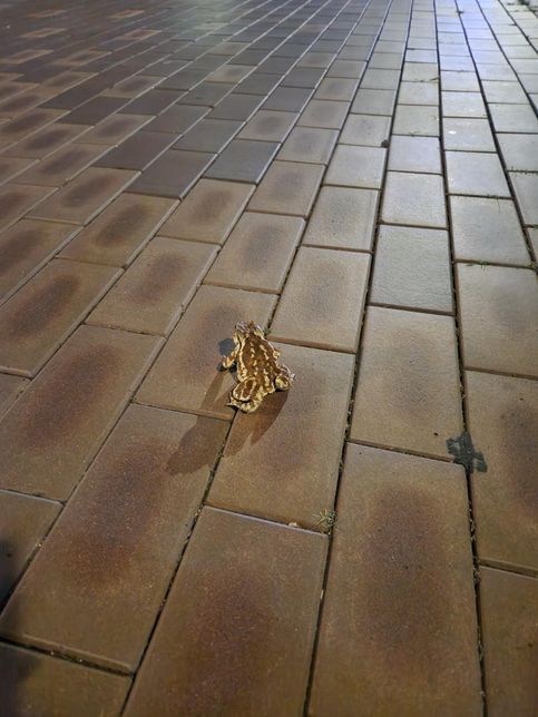 산책하다 발견한 개구리?? 이름이 뭘지 궁금해요의 0번 째 이미지