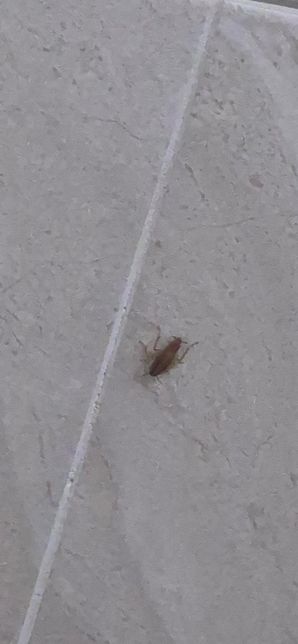 사진 속 벌레가 새끼 바퀴벌레 맞을까요?의 0번 째 이미지