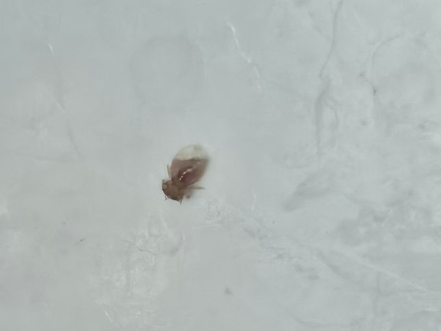 강아지 진드기(개 이) 같은데 약욕해야할까요?의 0번 째 이미지