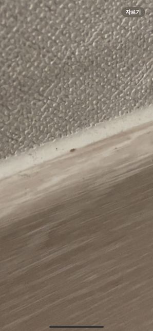 벌레가 뭔지모르겠습니다 알려주세요의 1번 째 이미지