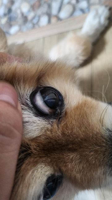 강아지 눈흰자 색이 약간 붉은?것 같아 질문드려요의 3번 째 이미지