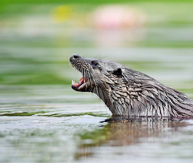 수달이 작은 족제비도 사냥할 수 있나요?의 2번 째 이미지