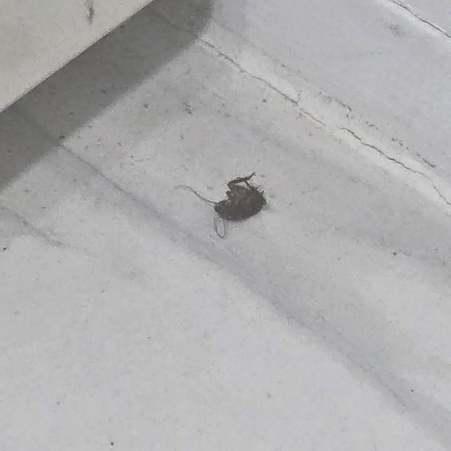 이거 뭘까요 제발 도와주세요ㅠㅠㅠㅠ의 0번 째 이미지