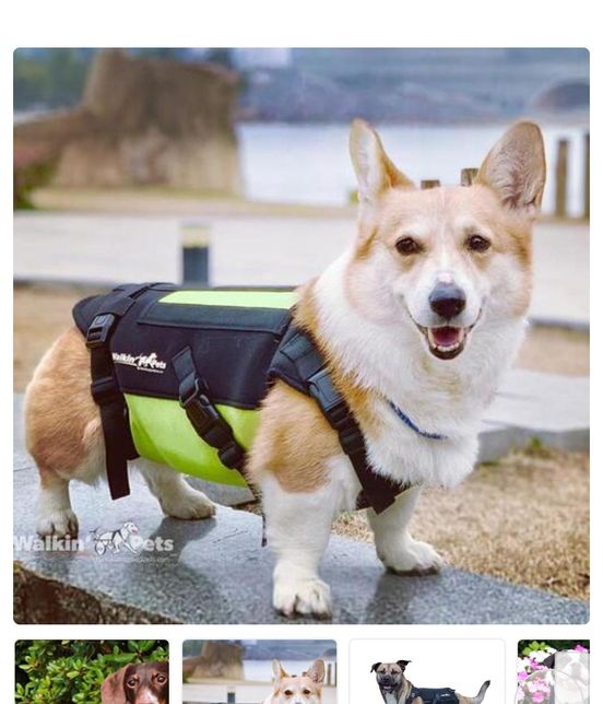 강아지 허리디스크 보호대 괜찮을까요?의 0번 째 이미지