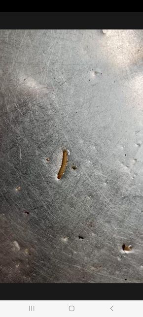 버섯에서 애벌레가 나왔는데 먹어도 될까요? 사진첨부의 0번 째 이미지