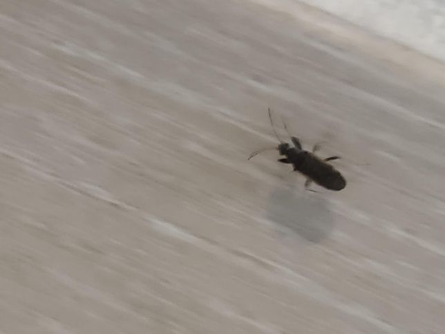 검은색 이거 무슨벌레인지 아시는분!!의 1번 째 이미지