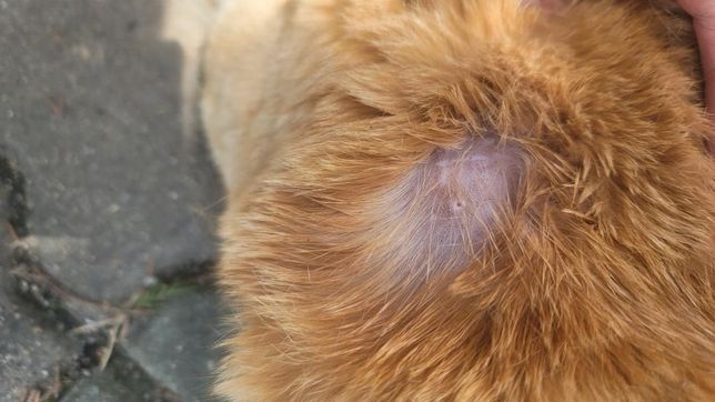 고양이 피부가 이상한데 링웜 걸린건가요?의 0번 째 이미지