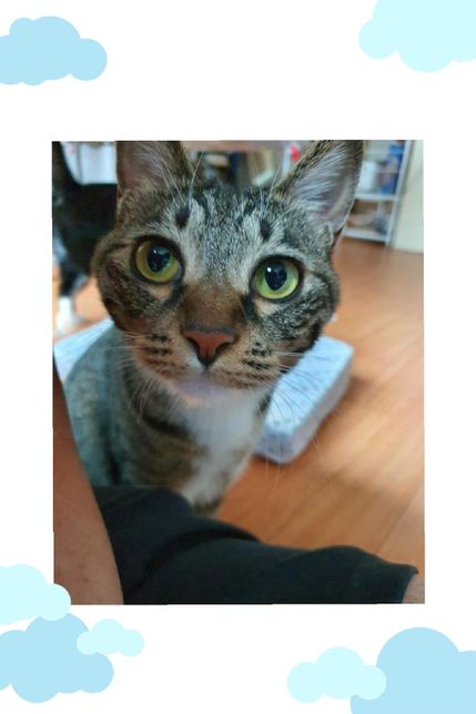 고양이 눈 반점 어떤문제가 있는 걸까요?의 1번 째 이미지