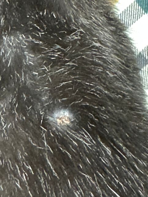 고양이 피부에 이거 종양인가요? 도와주세요의 0번 째 이미지