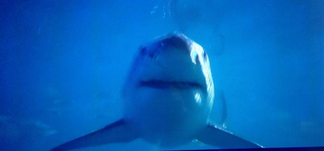 백상아리는 왜 차가운 바다에서도 잘 견디나요?의 0번 째 이미지