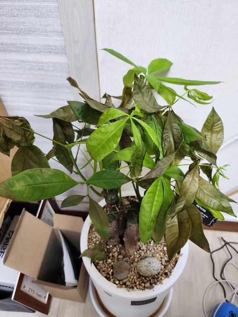 식물이 시들한데 어디가 아픈걸까요?의 1번 째 이미지