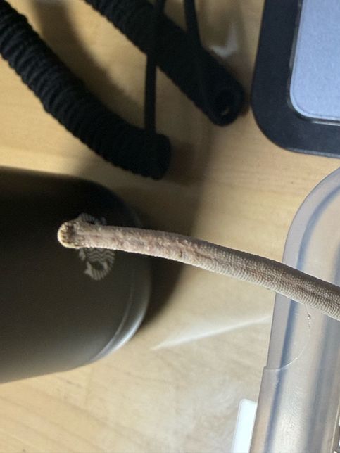 크레스티드 게코 꼬리 끝이 거칠어졌습니다.의 0번 째 이미지