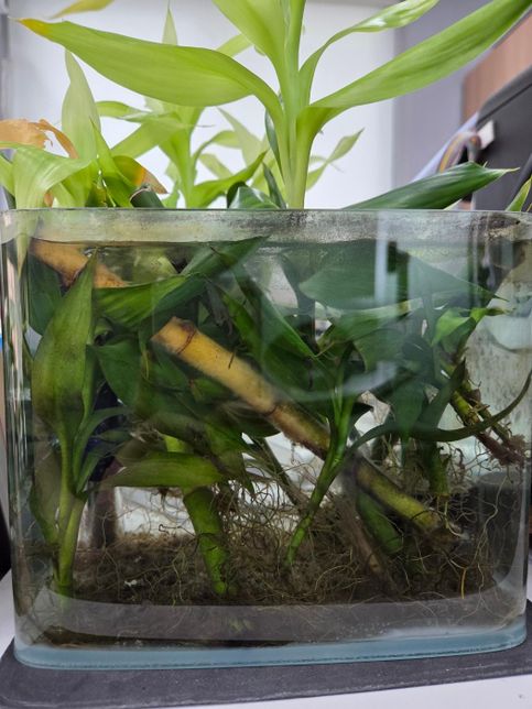 회사 어항을 오랫동안 물을 안 갈아주고 냅뒀는데 왜 이렇게 구피 3마리가 잘 살까요?의 3번 째 이미지