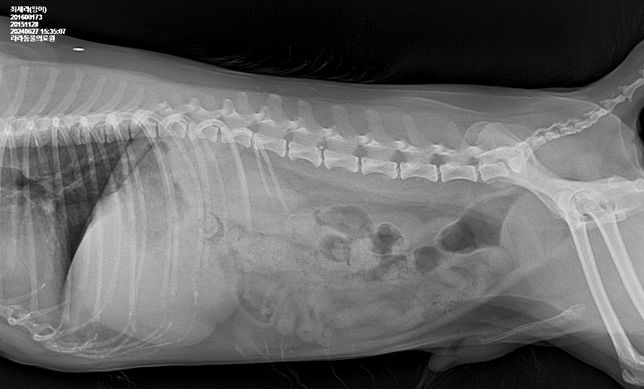 강아지 몸속에 1.8cm물체가 있는것 같다는데 뭔지 모르겠어요의 0번 째 이미지