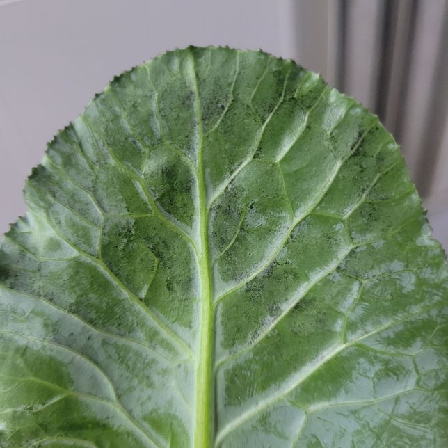 케일에 검은 부분이 있어요. 곰팡이인가요?의 0번 째 이미지