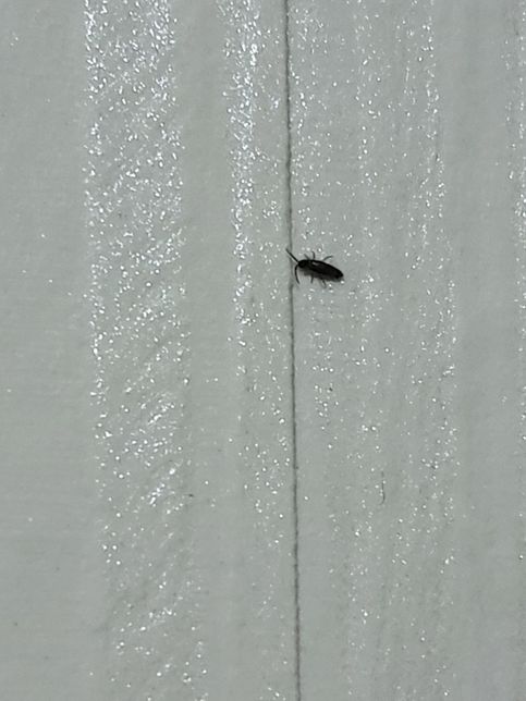 무슨 벌레일까요? 갑자기 벽지에 생겼어요의 1번 째 이미지