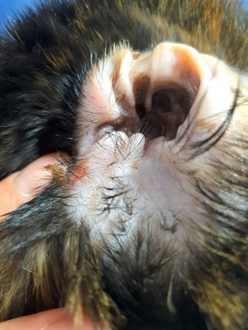 고양이 귀에 딱지가 간들간 붙어있고 밑쪽에 염증이 있어요의 1번 째 이미지