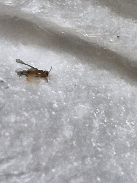 오래된 아파트에서 나오는데...무슨 벌레일까요?? ?!의 0번 째 이미지